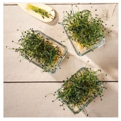 nasiona Microgreens Cebula młode listki swikx42