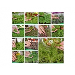 nasiona Microgreens Cebula siedmiolatka młode listki swikx5