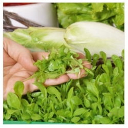 nasiona Microgreens Cykoria liściowa młode listki swikx21