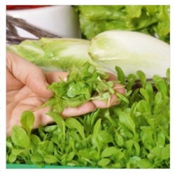 nasiona Microgreens Cykoria liściowa młode listki swikx21