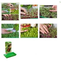 nasiona Microgreens Decorazione niezwykły smak i aromat swikx58