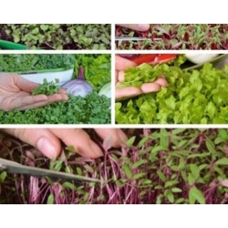 nasiona Microgreens Decorazione niezwykły smak i aromat swikx58