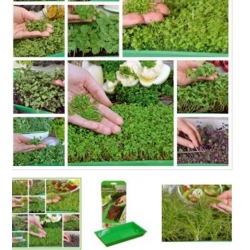 nasiona Microgreens Diablo swikx60