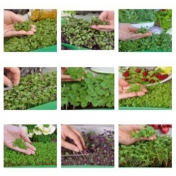 nasiona Microgreens Diablo swikx60