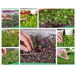 nasiona Microgreens Fit pack swikx61