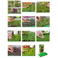 nasiona Microgreens Fit pack swikx61