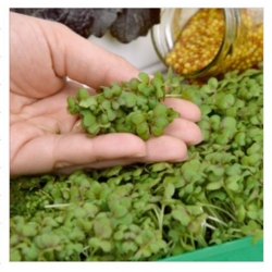 nasiona Microgreens Gorczyca młode listki swikx53