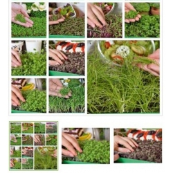 nasiona Microgreens Green power swikx63
