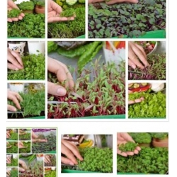 nasiona Microgreens Heaven swikx62