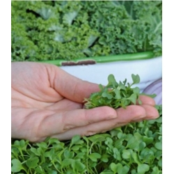 nasiona Microgreens Jarmuż zielony młode listki swikx23