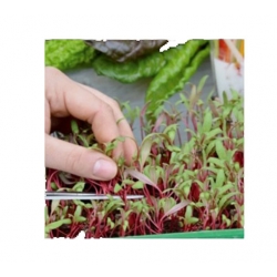 nasiona Microgreens Kapusta głowiasta czerwona młode listki swikx9