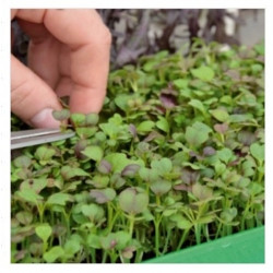 nasiona Microgreens Kapusta mizuna młode listki swikx24