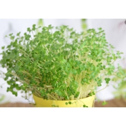 nasiona Microgreens Lucerna młode listki swikx49