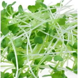 nasiona Microgreens Lucerna młode listki swikx49
