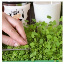 nasiona Microgreens Lucerna siewna młode listki swikx18