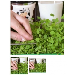 nasiona Microgreens Lucerna siewna młode listki swikx18
