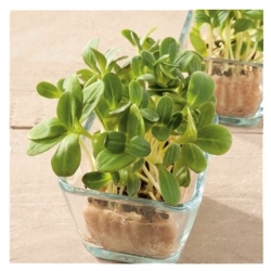 nasiona Microgreens Ogórecznik lekarski młode listki swikx30