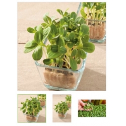 nasiona Microgreens Ogórecznik lekarski młode listki swikx30