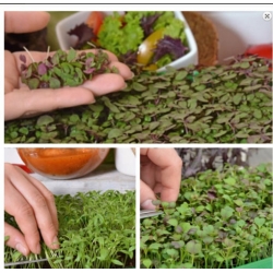 nasiona Microgreens Orientale - niezwykły smak i aromat swikx57