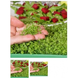 nasiona Microgreens Rukiew wodna młode listki swikx26