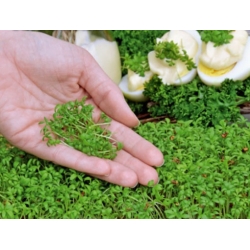 nasiona Microgreens Rzeżucha młode listki swikx14