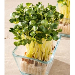 nasiona Microgreens Rzodkiewka młode listki swikx46