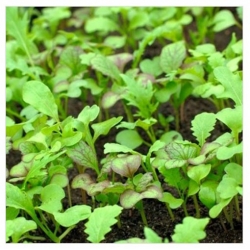 nasiona Microgreens Sałata mieszanka młode listki swikx64