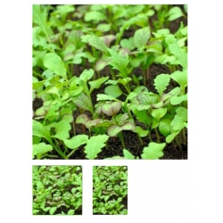 nasiona Microgreens Sałata mieszanka młode listki swikx64