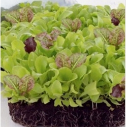 nasiona Microgreens Sałata mieszanka młode listki swikx64