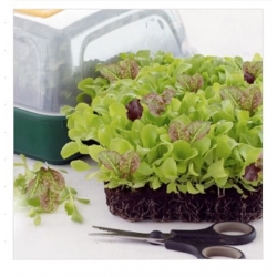 nasiona Microgreens mix sałat młode listki swikx31