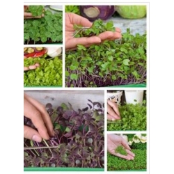 nasiona Microgreens mix sałat młode listki swikx31