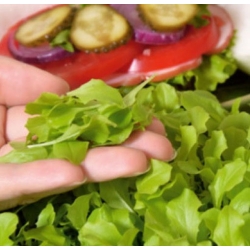 nasiona Microgreens Sałata zielona młode listki swikx39