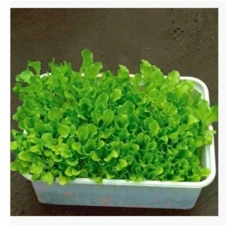 nasiona Microgreens Sałata zielona młode listki swikx39