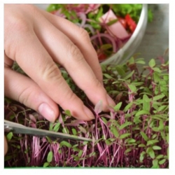 nasiona Microgreens Szarłat czerwony młode listki swikx27