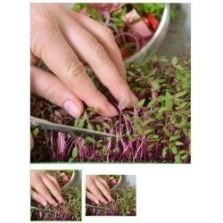 nasiona Microgreens Szarłat czerwony młode listki swikx27