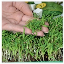 nasiona Microgreens Szpinak młode listki swikx19