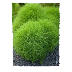 nasiona Mietelnik swikx130