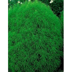 nasiona Mietelnik swikx130