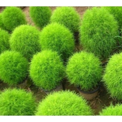 nasiona Mietelnik swikx130