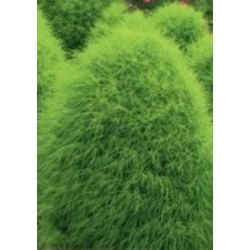 nasiona Mietelnik swikx130