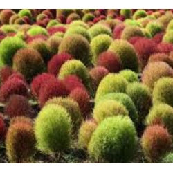 nasiona Mietelnik swikx130