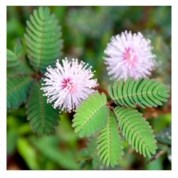 nasiona Mimoza swikx255