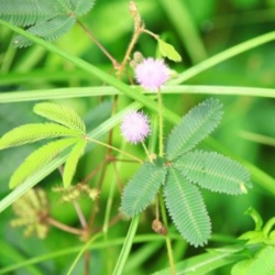 nasiona Mimoza swikx255