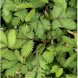 nasiona Mimoza swikx255