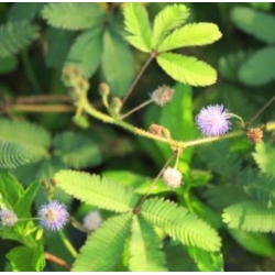 nasiona Mimoza swikx255