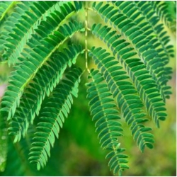 nasiona Mimoza swikx255