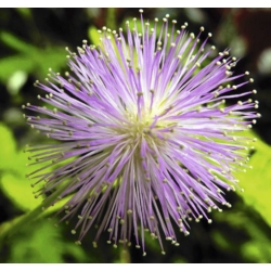 nasiona Mimoza swikx255