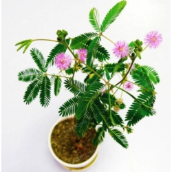 nasiona Mimoza swikx255