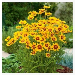 nasiona Nachyłek dwubarwny swikx148