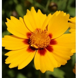 nasiona Nachyłek dwubarwny swikx148